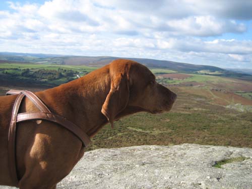 on top of the tor