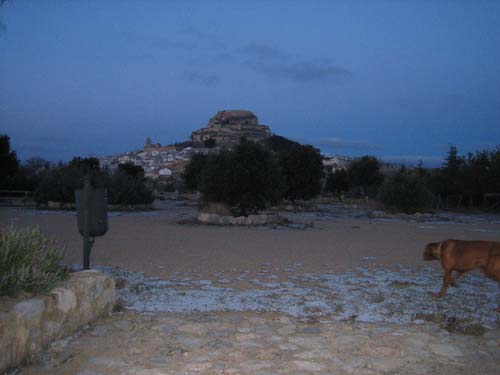 Morella