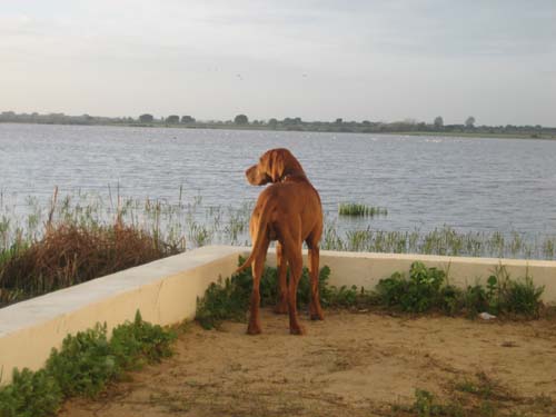 dog and lake and flaminoes