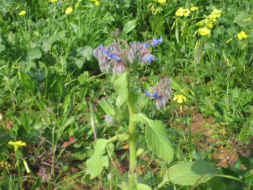 Borage