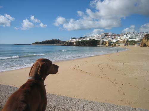 Albufiera Beach with dog