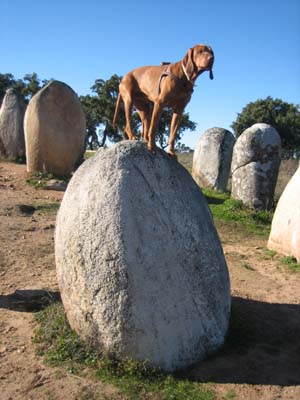 Dog on a Rock