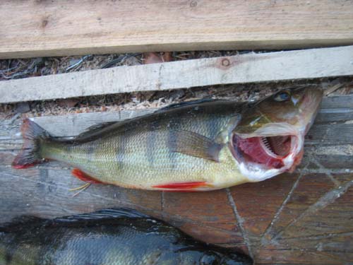 Very Fresh Rainbow Trout