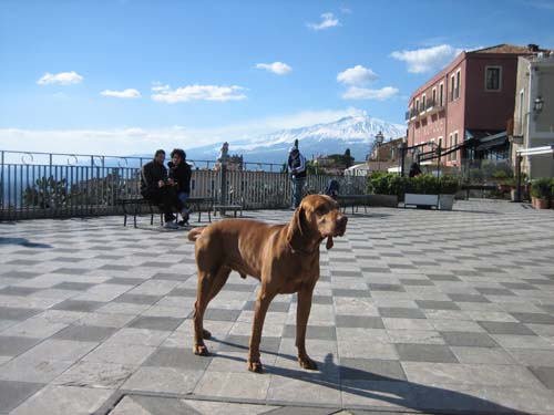 Volcano and canine