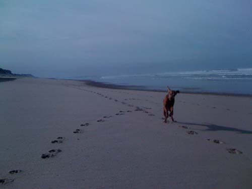 Life is a Portugese Beach