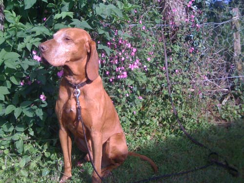 Vizsla and Red Campions