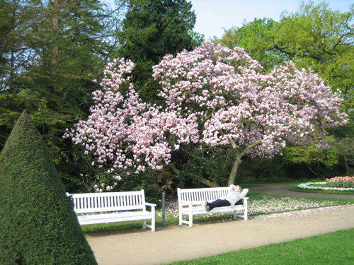 A Tree with Tulips