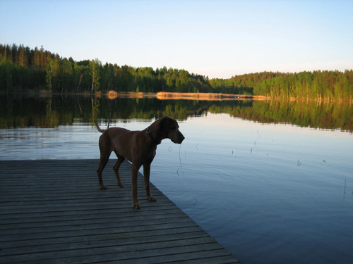 Dog on the Quay