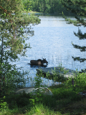 Elk in the Water