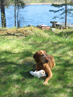 Dog by the Lake