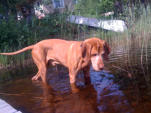 Wader of the Lake