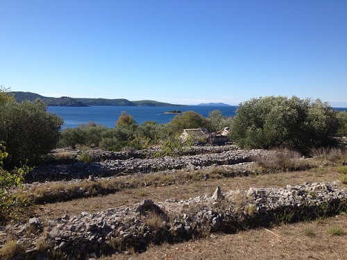 Olive Groves