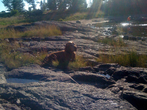 Dog on the Rocks please!