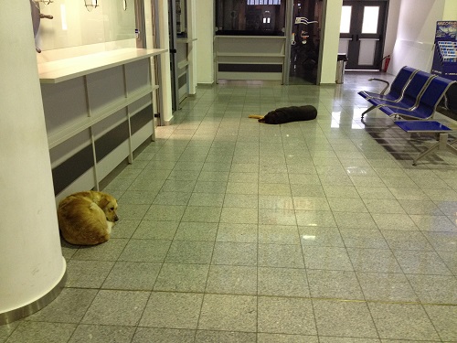 Dogs at the Ferry Terminal