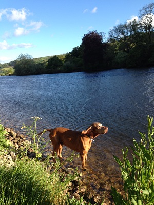 River Dog