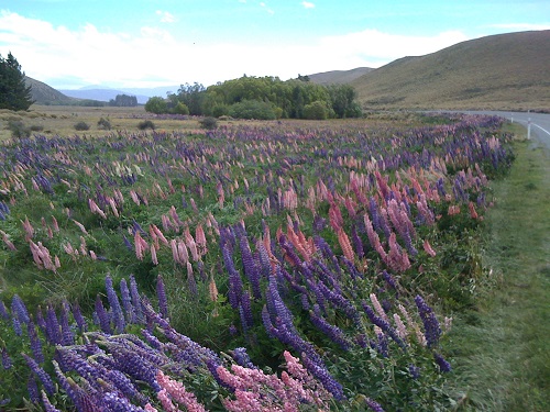 Wild Lupins