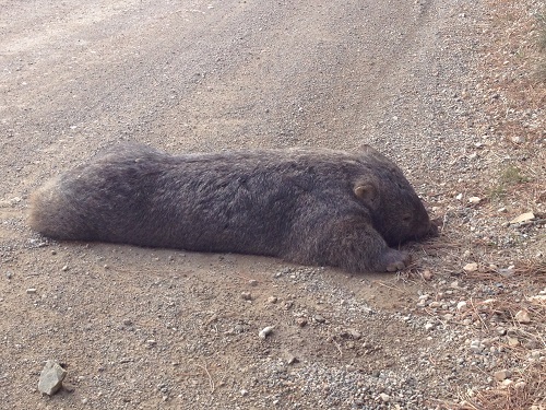 Road Kill