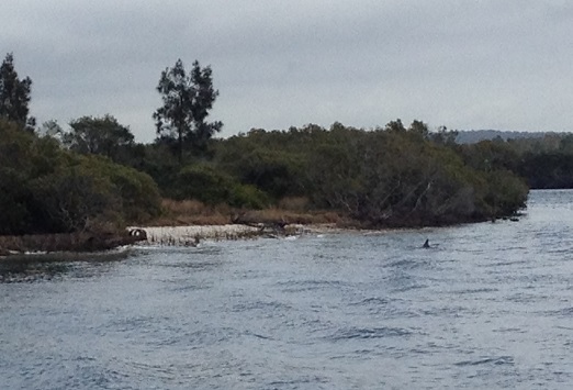 Dolphins eating