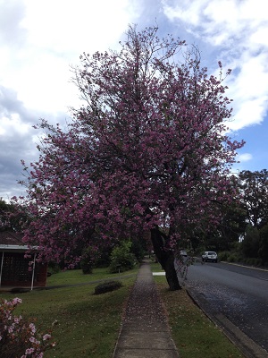 Magnolia