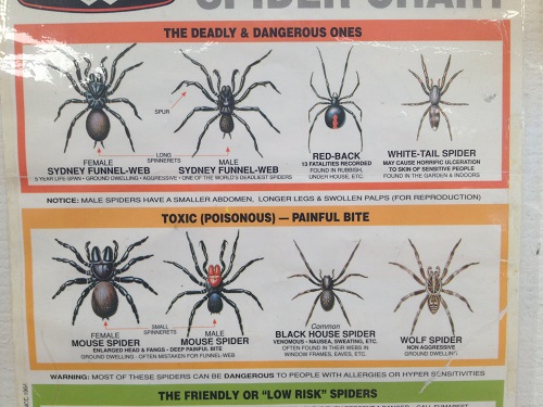 Danger - spiders