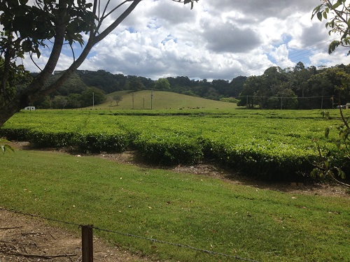 Tea Plantation