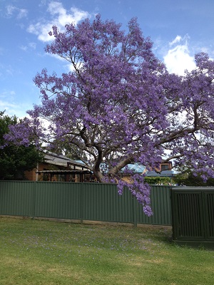 Jacaranda