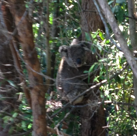 Koala