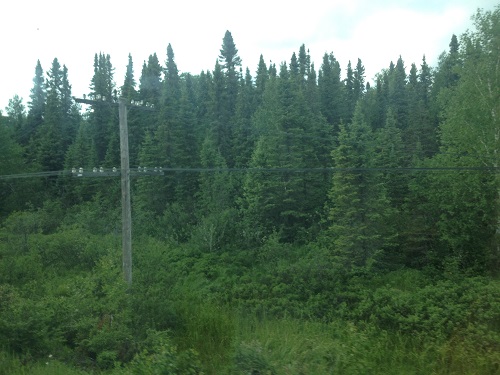 Telegraph poles