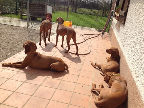 Vizslas