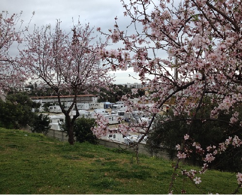 Cherry Blossom at the beginning of February