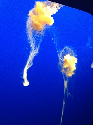 Jellies