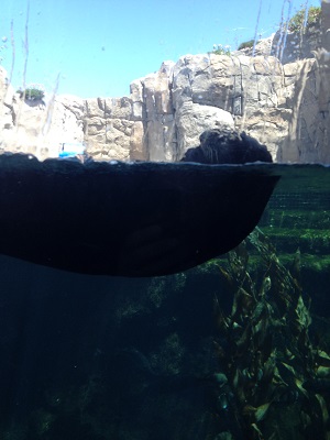 Sea Otter