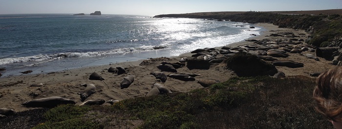 Elephant Seals Basking