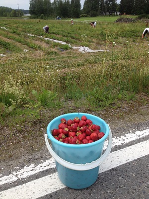 A Bucket of Strawbs