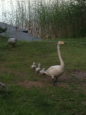 Mother and Cygnets