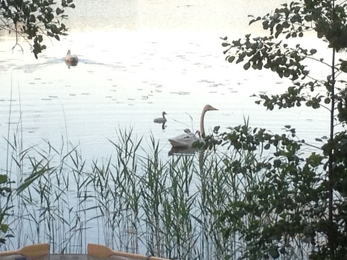 Swans on the Lake