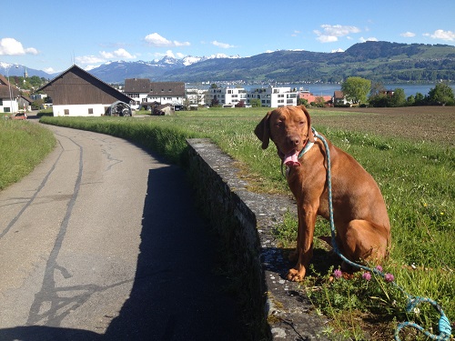 Dog and Alps