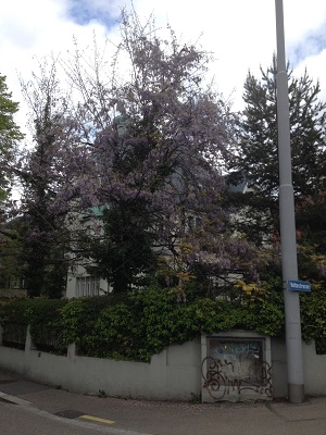 Wisteria Tree 