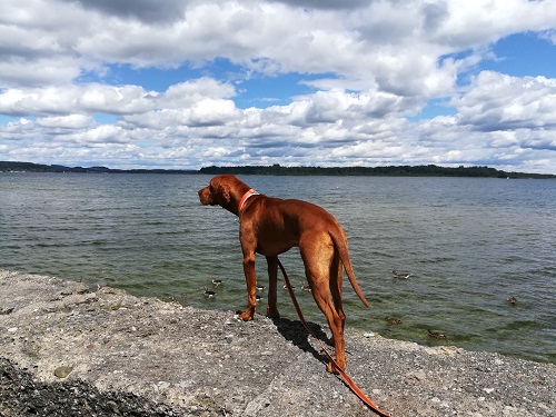 Chiemsee