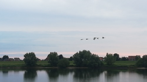 Geese after Takeoff
