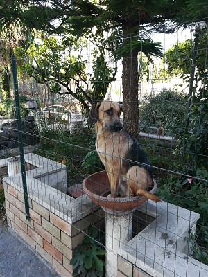 Bowl Hound