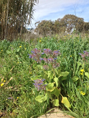 Borage