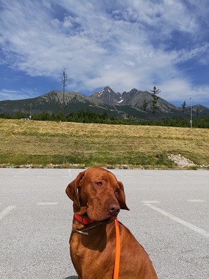 Dog with Tatra