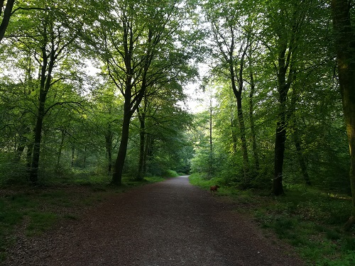 Camping in the Forest