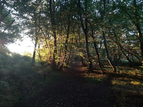 Hockley Woods