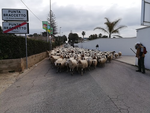 The local Sheep herd