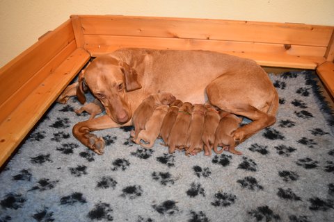 Mother and Pups