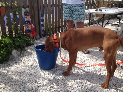 Bucket Dog