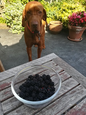 Blackberries