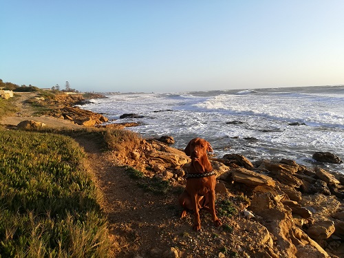 Coastal Dog